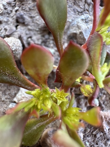 Image of Stenogonum salsuginosum by (c) Matt Berger, some rights reserved (CC BY)