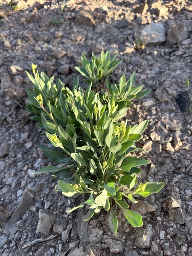 Image of Platyschkuhria integrifolia by (c) Matt Berger, some rights reserved (CC BY)
