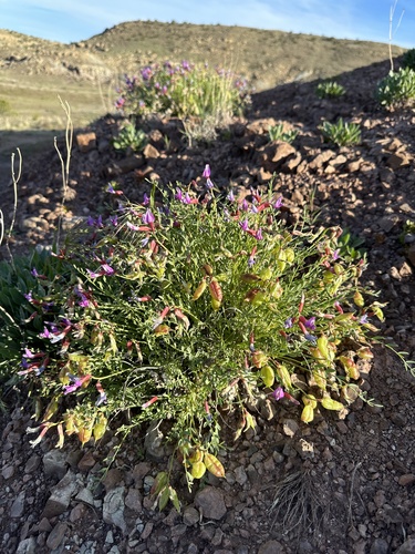 Eastwood's Milkvetch (Astragalus eastwoodiae)