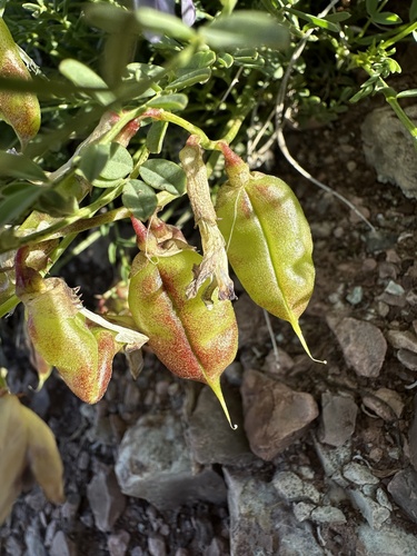 Image of Astragalus eastwoodiae by (c) Matt Berger, some rights reserved (CC BY)