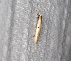 Roeslerstammiidae