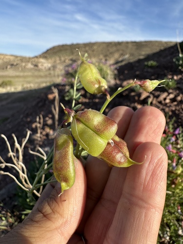 Image of Astragalus eastwoodiae by (c) Matt Berger, some rights reserved (CC BY)
