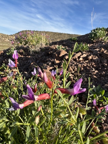 Image of Astragalus eastwoodiae by (c) Matt Berger, some rights reserved (CC BY)