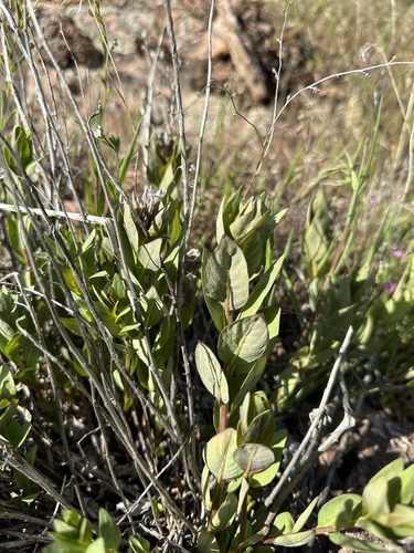 Image of Amsonia jonesii by (c) Matt Berger, some rights reserved (CC BY)