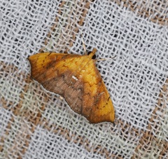 Hyalobathra micralis