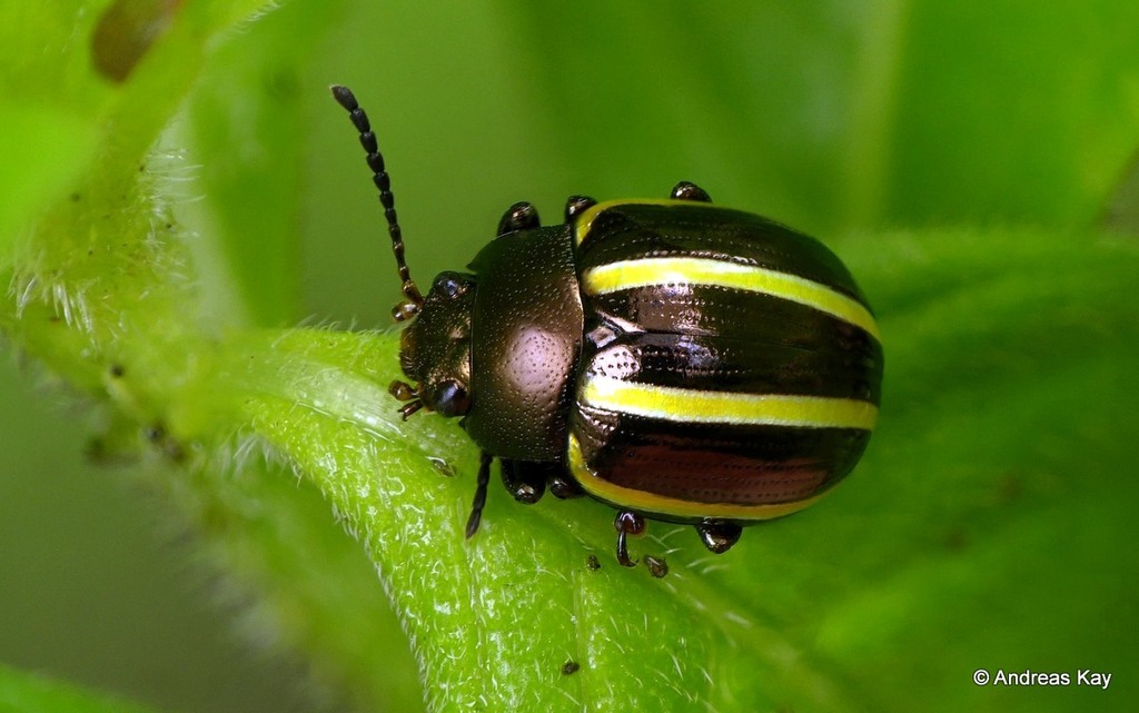 Desmogramma