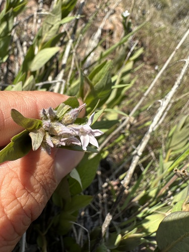 Image of Amsonia jonesii by (c) Matt Berger, some rights reserved (CC BY)