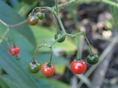 Solanum lyratum