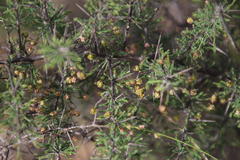 Asparagus capensis capensis