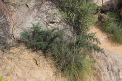 Asparagus capensis capensis