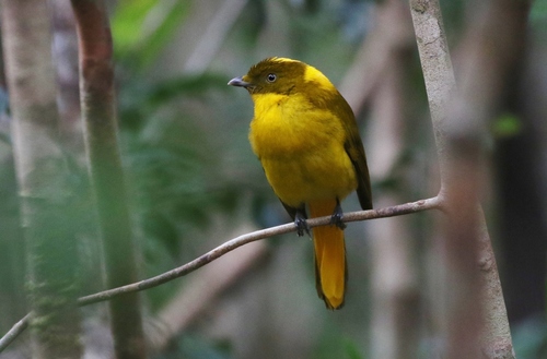 Gardener Bowerbirds (Genus Amblyornis) · iNaturalist