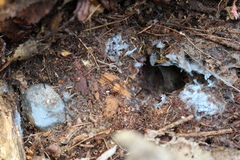 Byssocorticium pulchrum