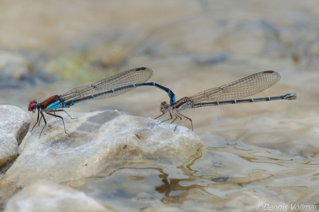 Coppery Dancer