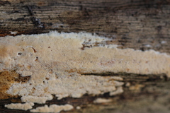 Steccherinum nitidum