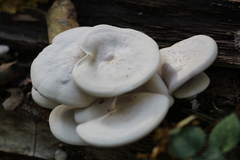 Ossicaulis lignatilis