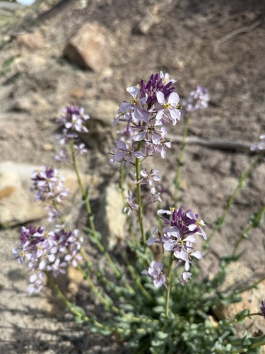 Westwater Tumble Mustard (Thelypodiopsis elegans)
