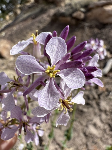 Image of Thelypodiopsis elegans by (c) Matt Berger, some rights reserved (CC BY)