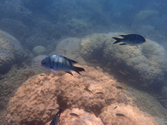 Abudefduf whitleyi