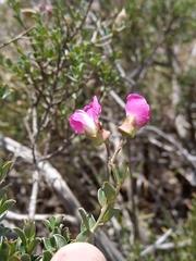 Podalyria microphylla