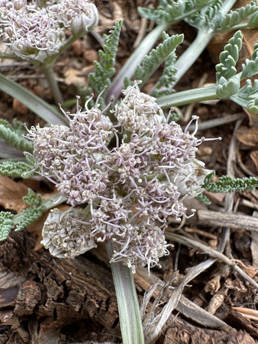 Image of Vesper montanus by (c) Matt Berger, some rights reserved (CC BY)