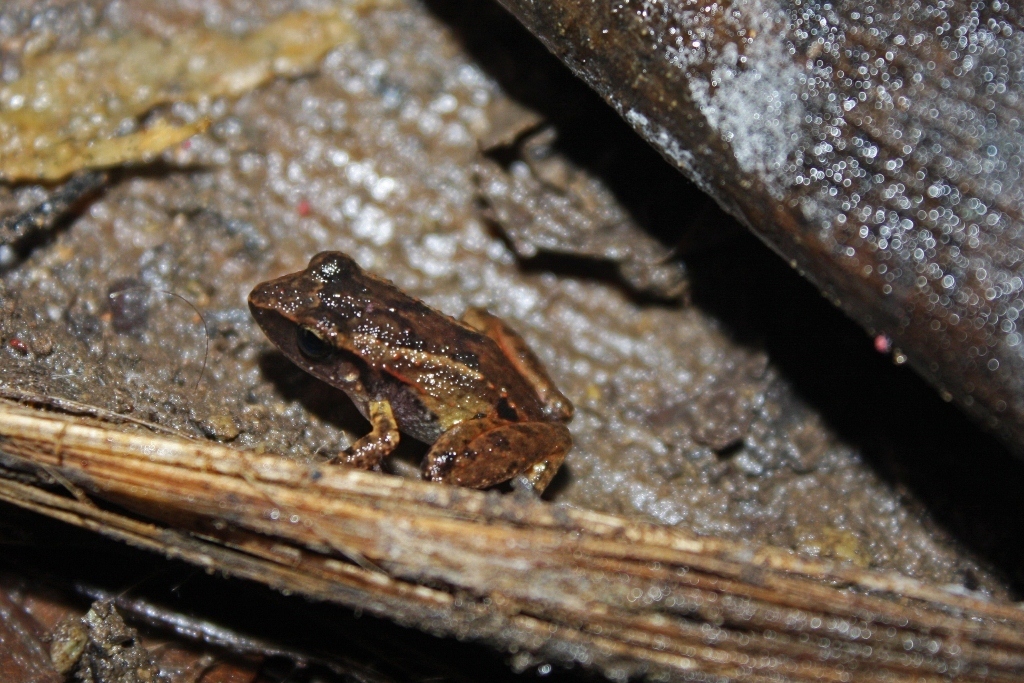 Cuban Groin-Spotted Frog