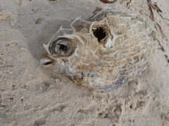 Cyclichthys orbicularis