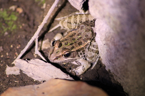 Northwest Mexico Leopard Frog, Lithobates magnaocularis
