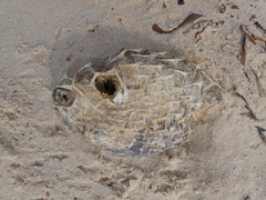 Cyclichthys orbicularis
