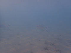 Trachinotus baillonii