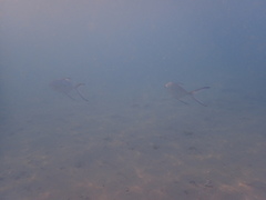 Trachinotus baillonii