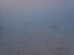 Trachinotus baillonii