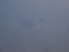 Trachinotus baillonii