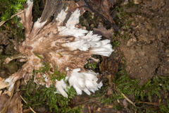 Thelephora penicillata