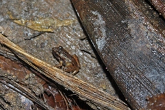 Eleutherodactylus atkinsi