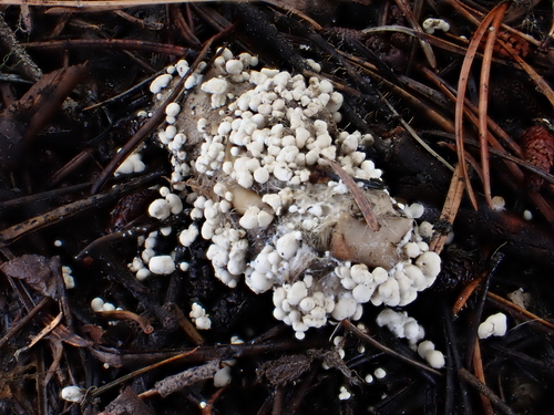 Arthroderma