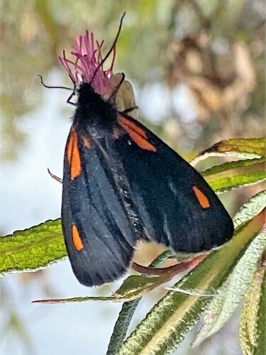 Scea bellona