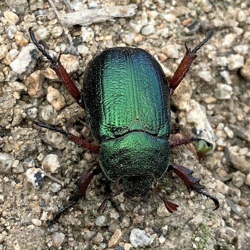 Catoclastus chevrolati