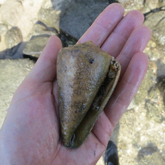 Conus fergusoni