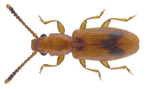 Desjardins's Flat Beetle photo 5