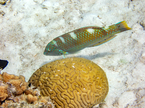 Puddingwife Wrasse