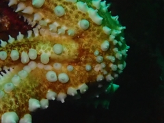 Meyenaster gelatinosus