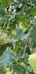 Quercus robur
