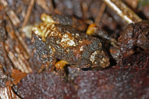 Eleutherodactylidae