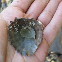 Crucibulum scutellatum