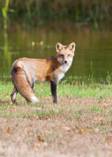 Red Fox photographed in Ohio