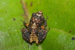 Eleutherodactylidae