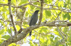 Edolisoma tenuirostre