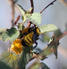 Bombus sonorus