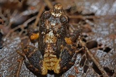 Eleutherodactylidae
