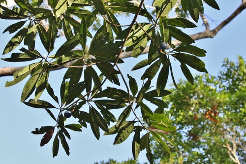 Elaeocarpus angustifolius
